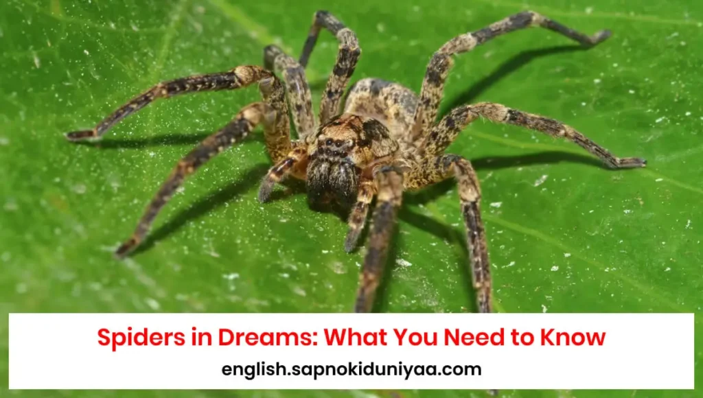 What is the Dream Interpretation of Spiders in Your Life?